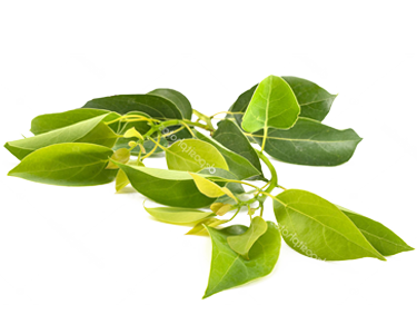 Camphor ingredient