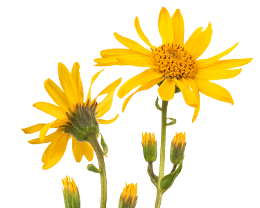Arnica montana flower extract