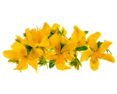 Calendula officinalis extract